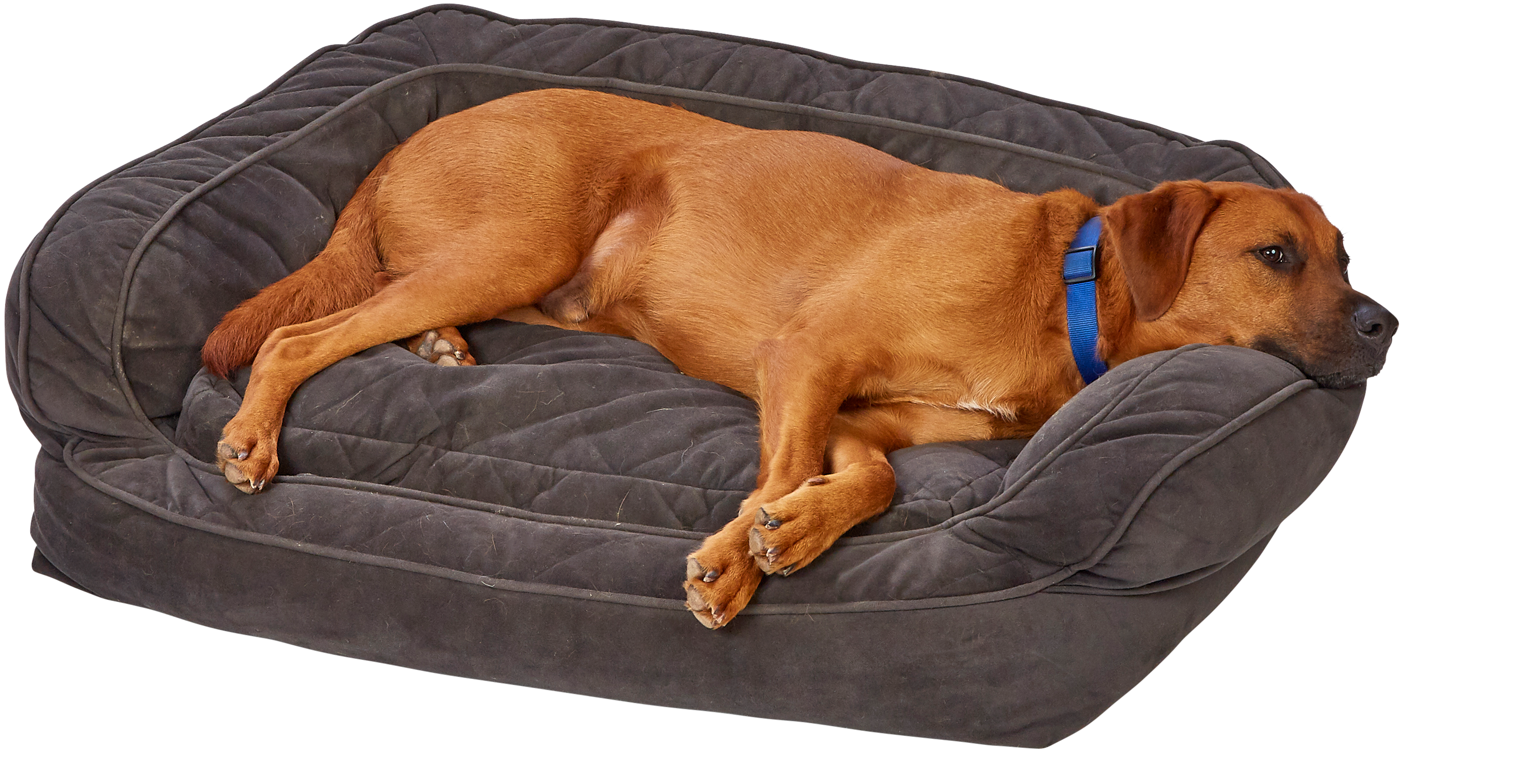 Orvis ComfortFillEco Couch Dog Bed Cabela's